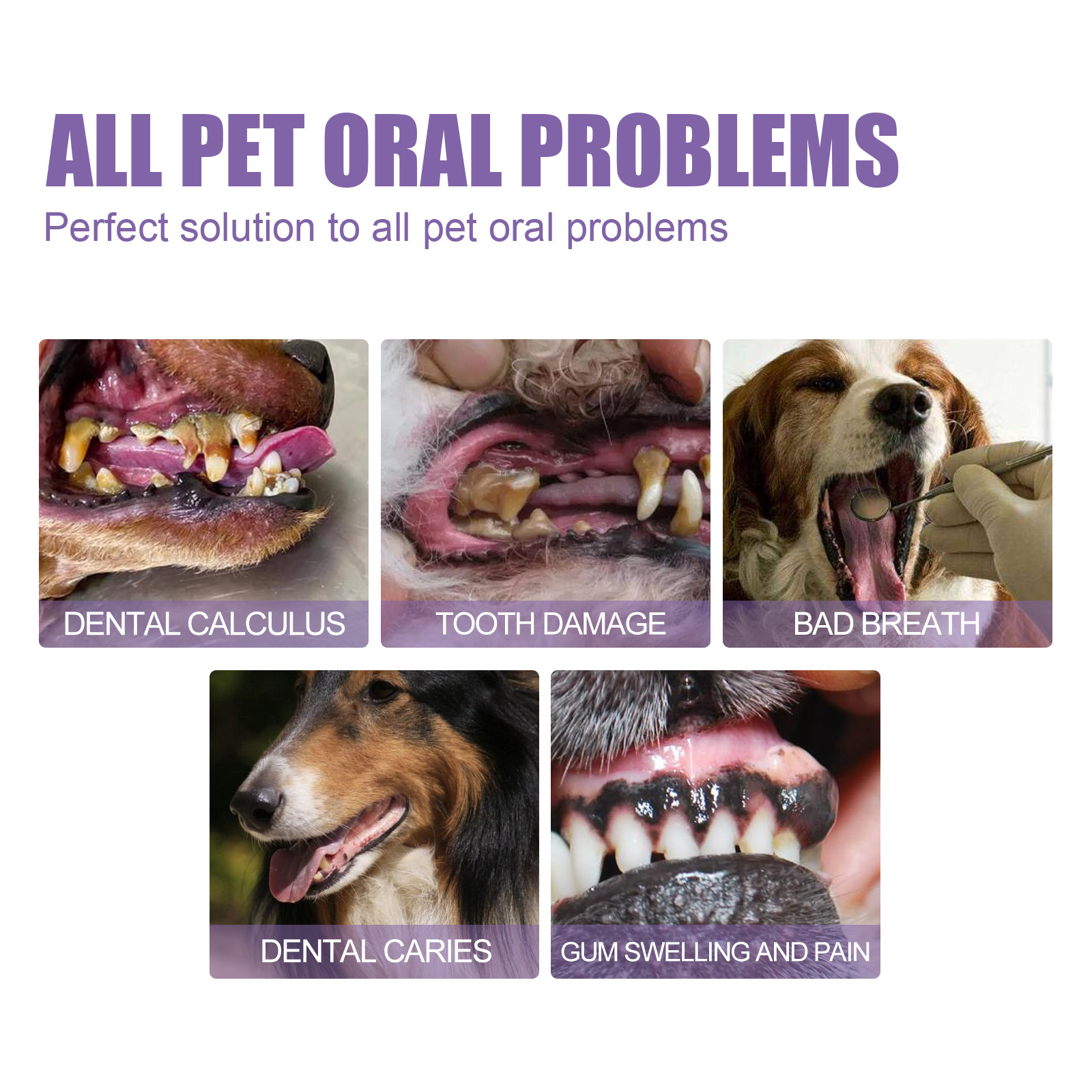 Pet Oral Repair Gel Puppy Tart - Teeth Whitening Near Me recension och pris